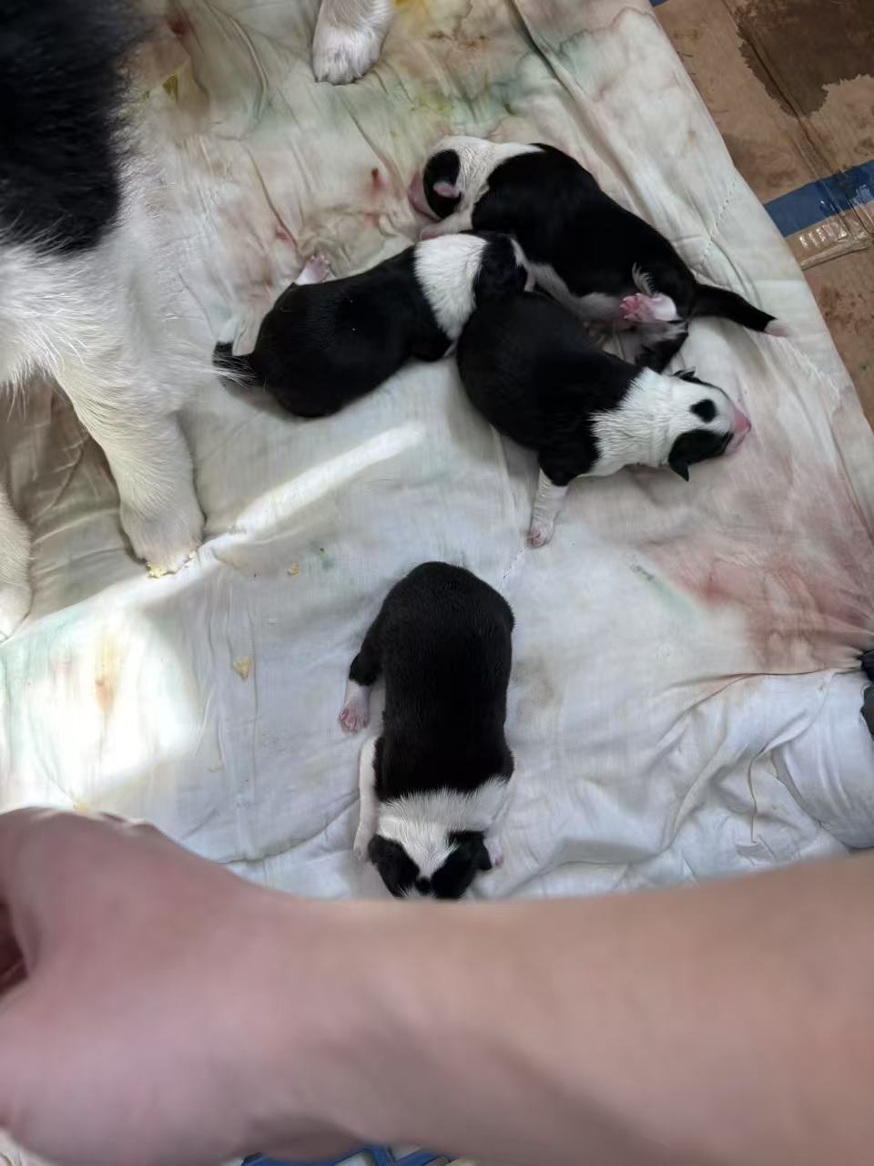 自家生的黑白小边牧